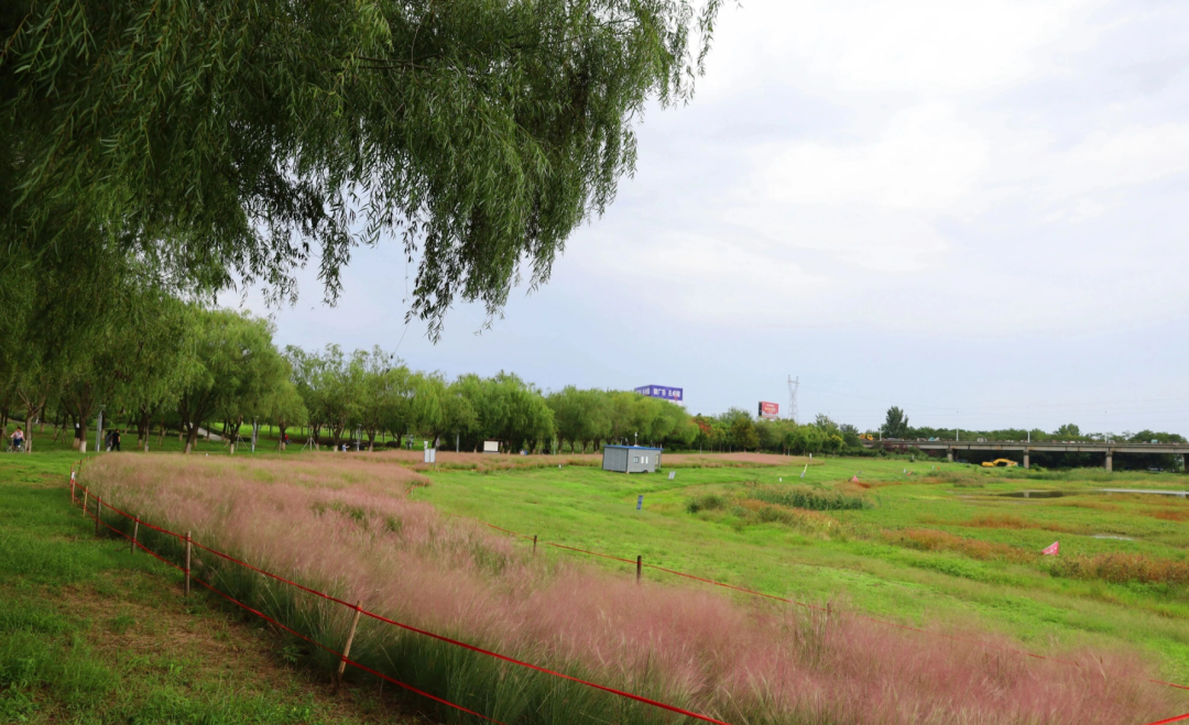 河南，被圈“粉”了！