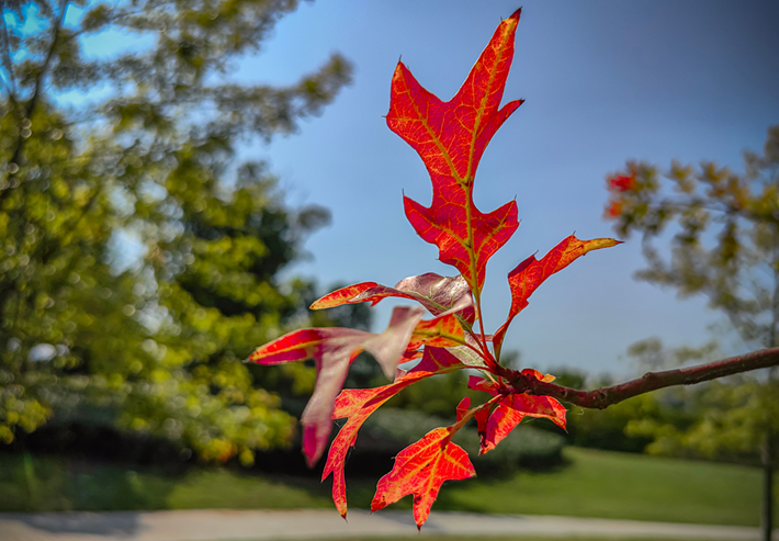 縣區(qū)動態(tài) | 秋日晴光好 斑斕入畫來