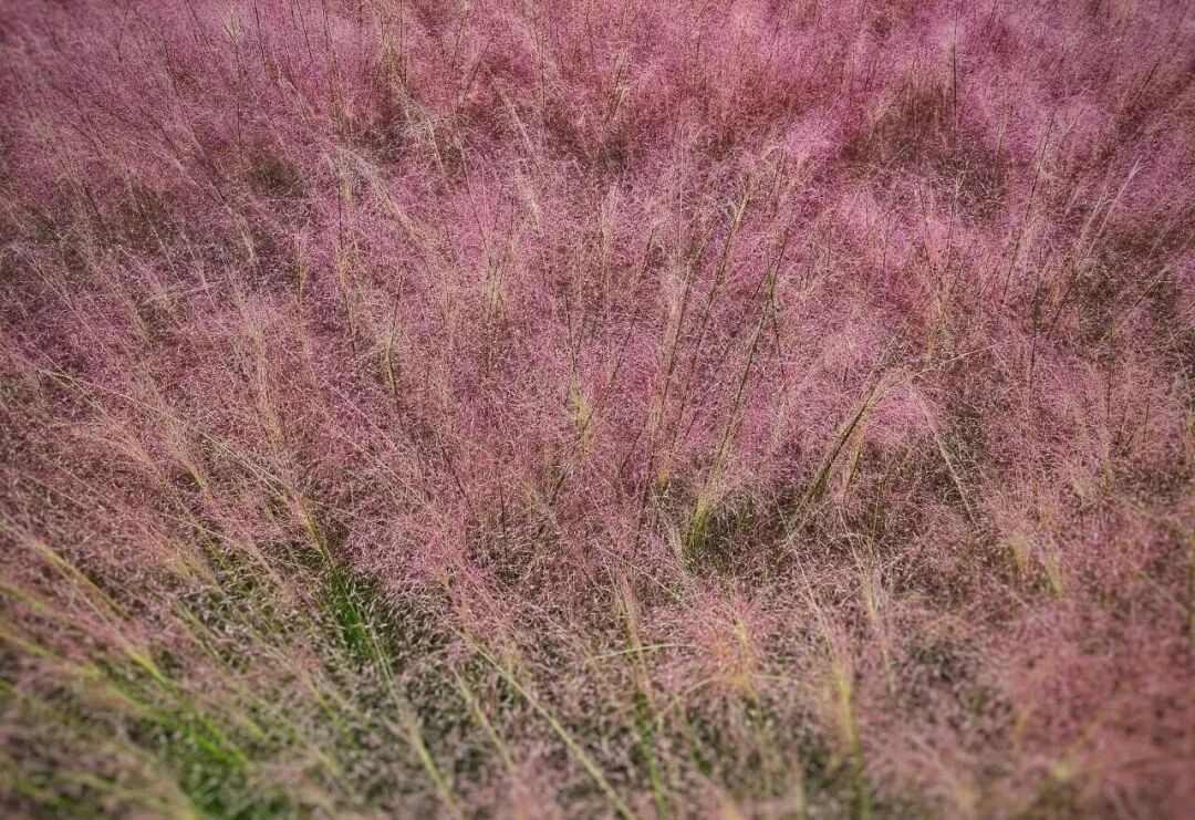河南，被圈“粉”了！