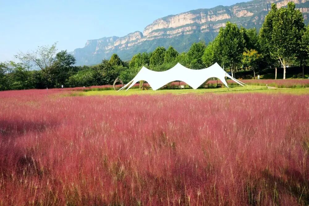 河南，被圈“粉”了！