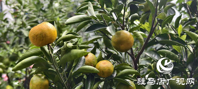 園藝技術(shù)人員支招冬季花卉養(yǎng)護(hù) 助植物安全越冬??