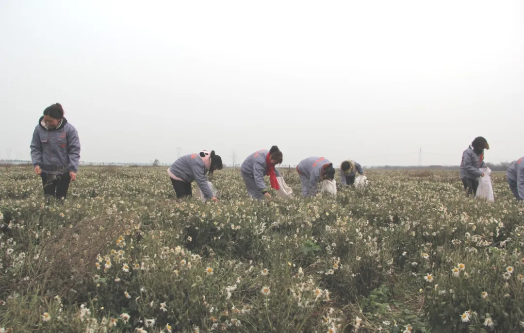 【天中非遺】上蔡重陽習俗