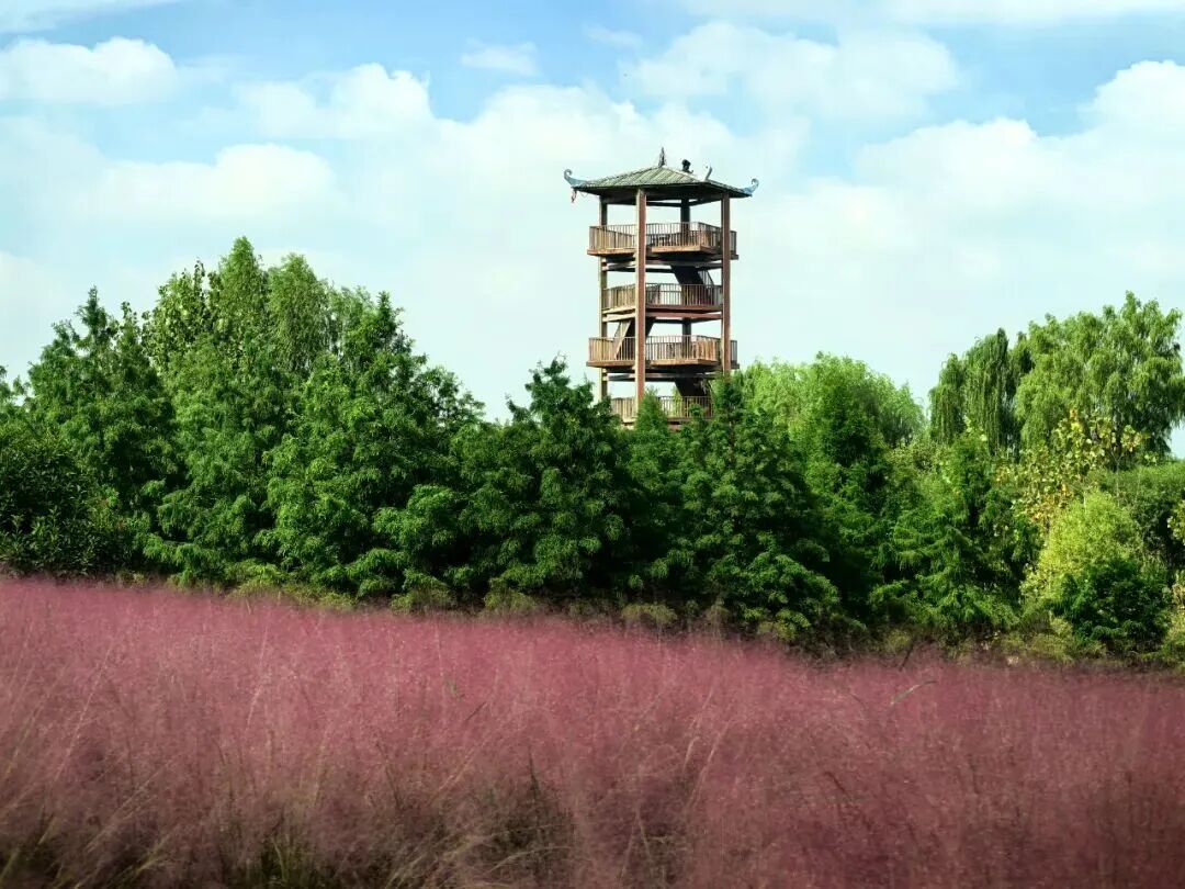 河南，被圈“粉”了！