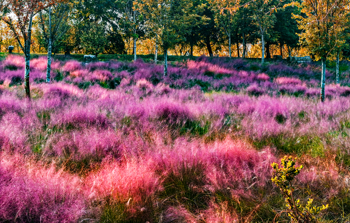 河南，被圈“粉”了！