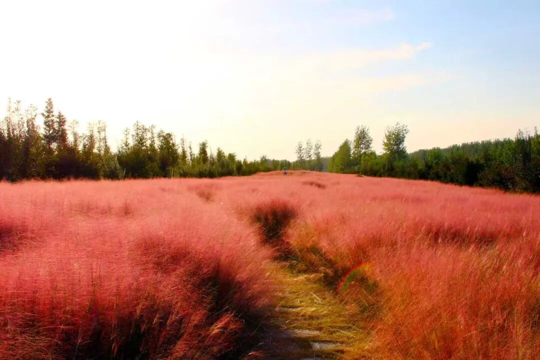 河南，被圈“粉”了！