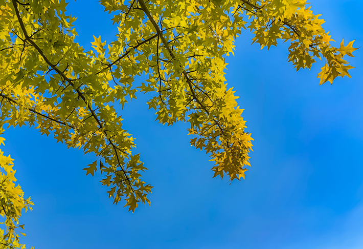 縣區(qū)動態(tài) | 秋日晴光好 斑斕入畫來