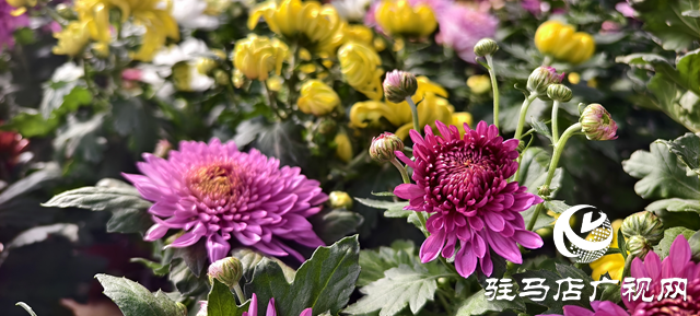 園藝技術(shù)人員支招冬季花卉養(yǎng)護(hù) 助植物安全越冬??