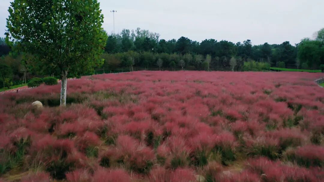 縣區(qū)動(dòng)態(tài) | 泌陽漢風(fēng)公園，粉黛花開正當(dāng)時(shí)