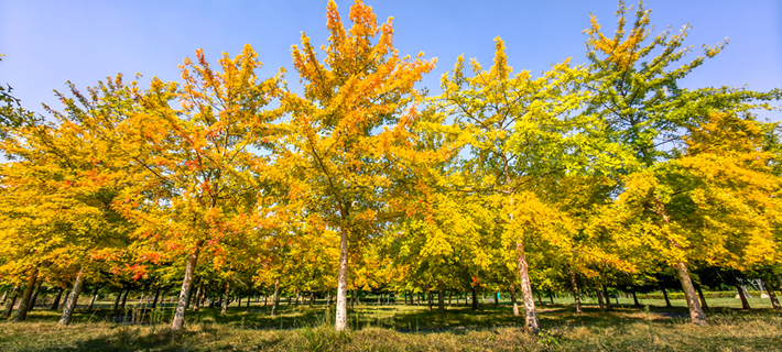縣區(qū)動態(tài) | 秋日晴光好 斑斕入畫來