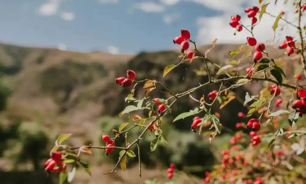 【天中非遺】上蔡重陽習俗