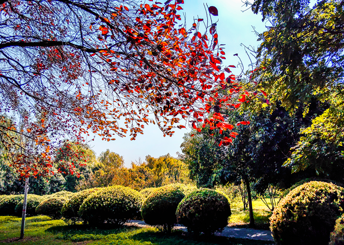 縣區(qū)動態(tài) | 秋日晴光好 斑斕入畫來