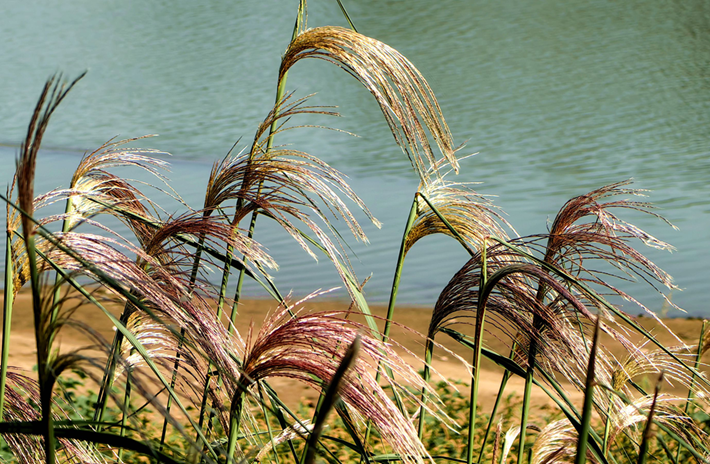 縣區(qū)動態(tài) | 秋日晴光好 斑斕入畫來