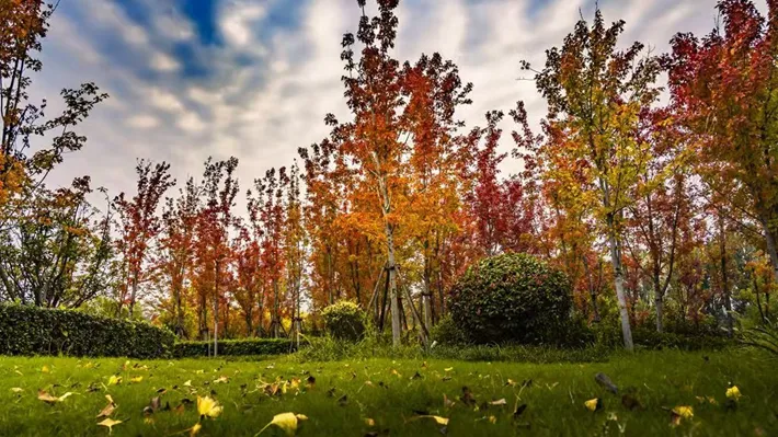 縣區(qū)動(dòng)態(tài) | 湖漾斑斕色 草木織彩秋