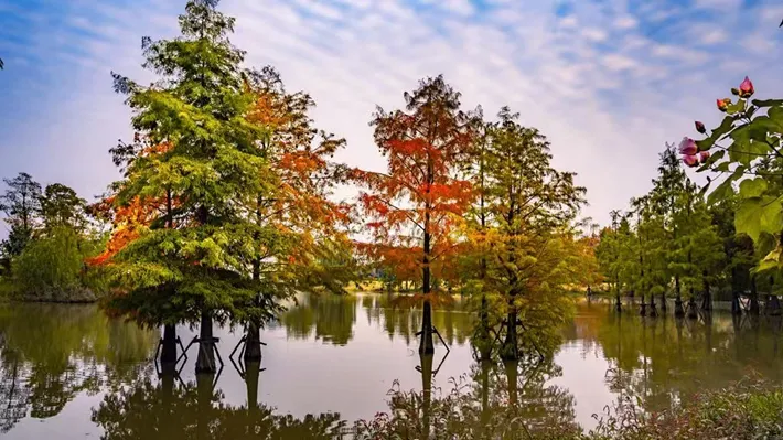 縣區(qū)動(dòng)態(tài) | 湖漾斑斕色 草木織彩秋