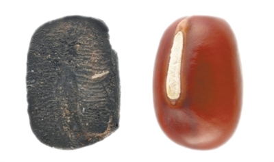 九千年前的炭化小豆（考古中國(guó)）