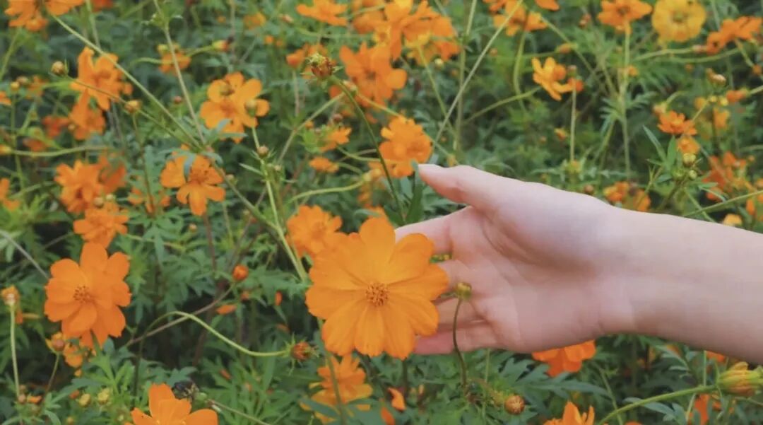 1031 共赴一場秋日菊宴