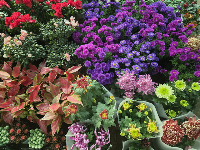 重陽節(jié)菊花熱銷 駐馬店花卉市場秋意濃??