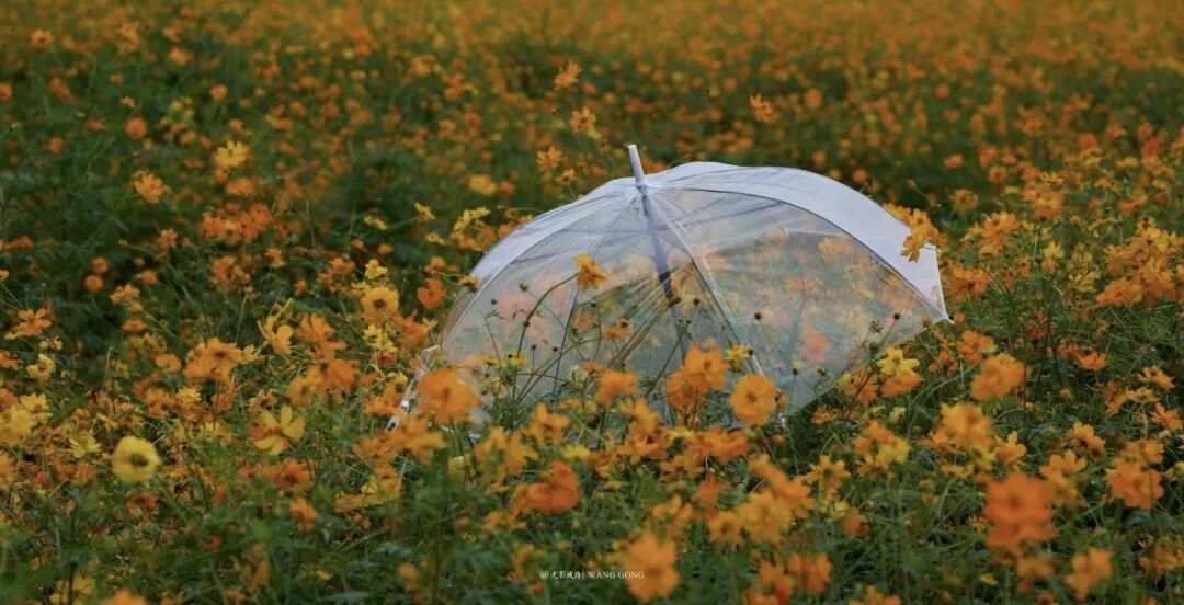 1031 共赴一場秋日菊宴