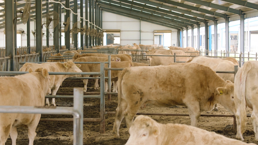 駐馬店市動物疫病防疫檢疫中心發(fā)布11月份動物疫病預(yù)警預(yù)報