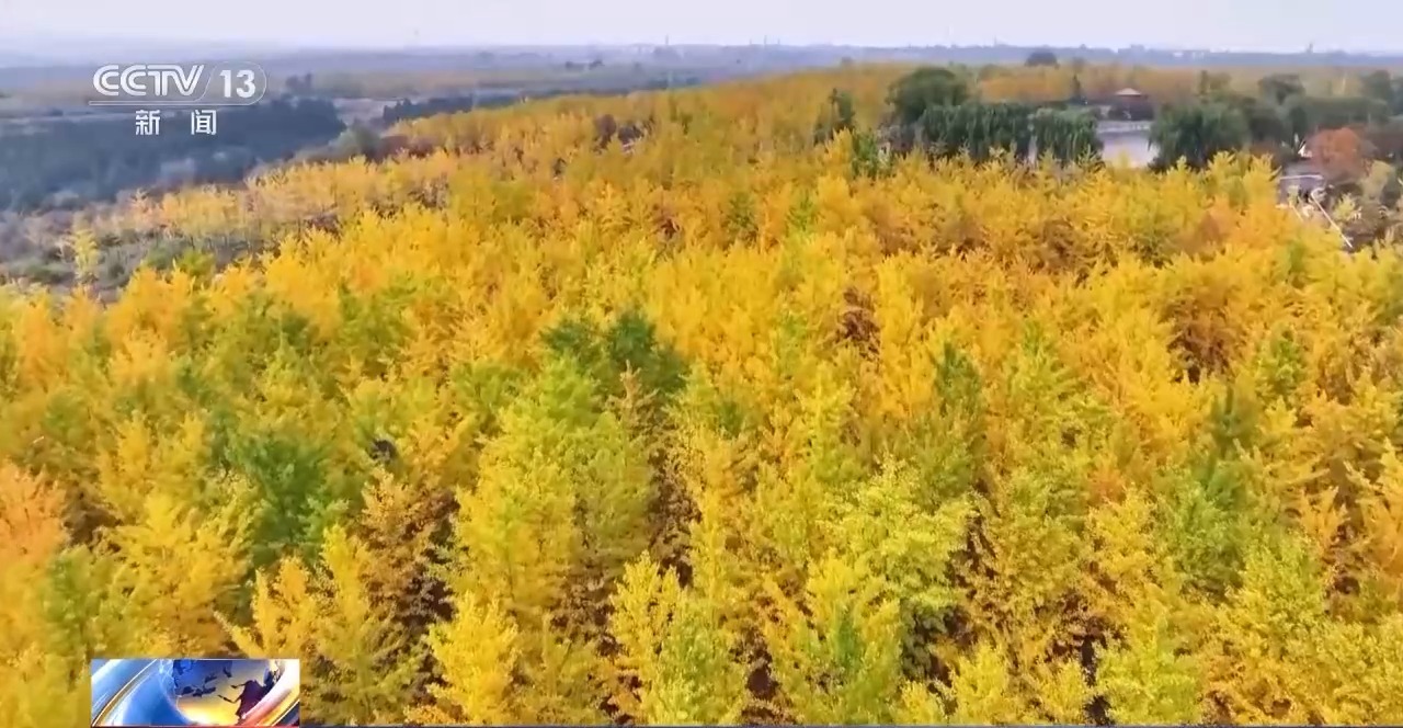 多地秋天“遲到早退” 秋季為何越來越短了？