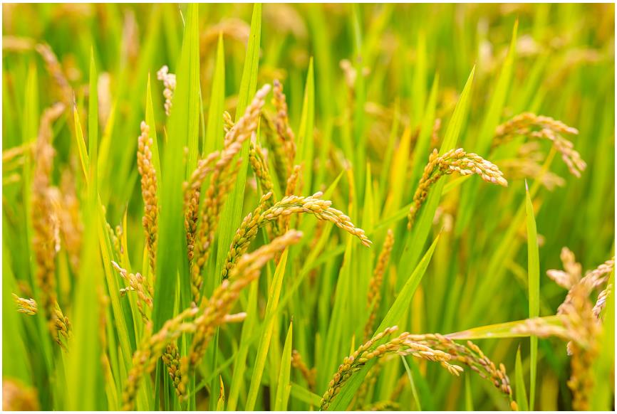 降雨增多，河南要擴(kuò)大水稻種植嗎？∣豫觀察·河南的“南”題②