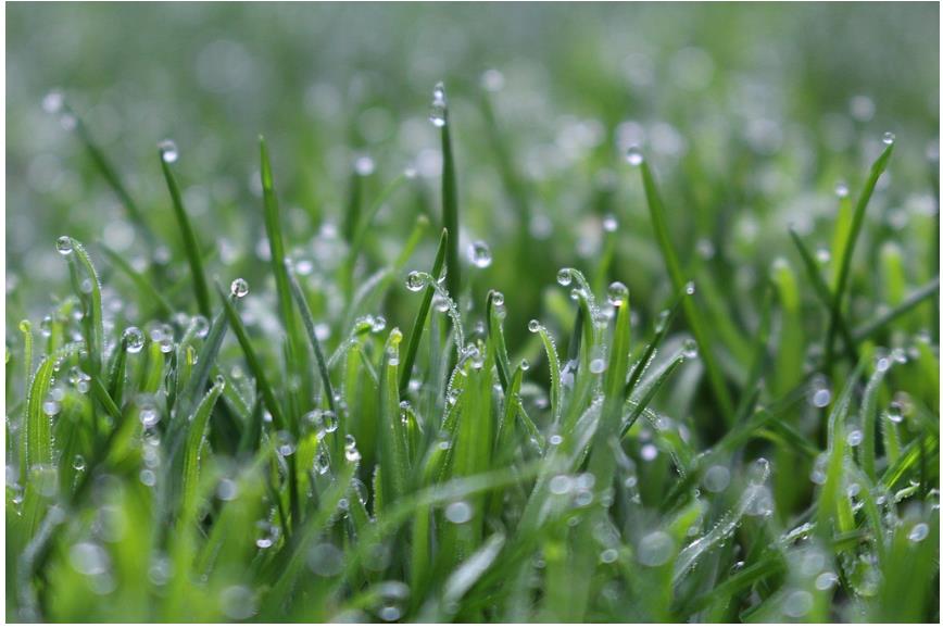 降雨增多，河南要擴(kuò)大水稻種植嗎？∣豫觀察·河南的“南”題②