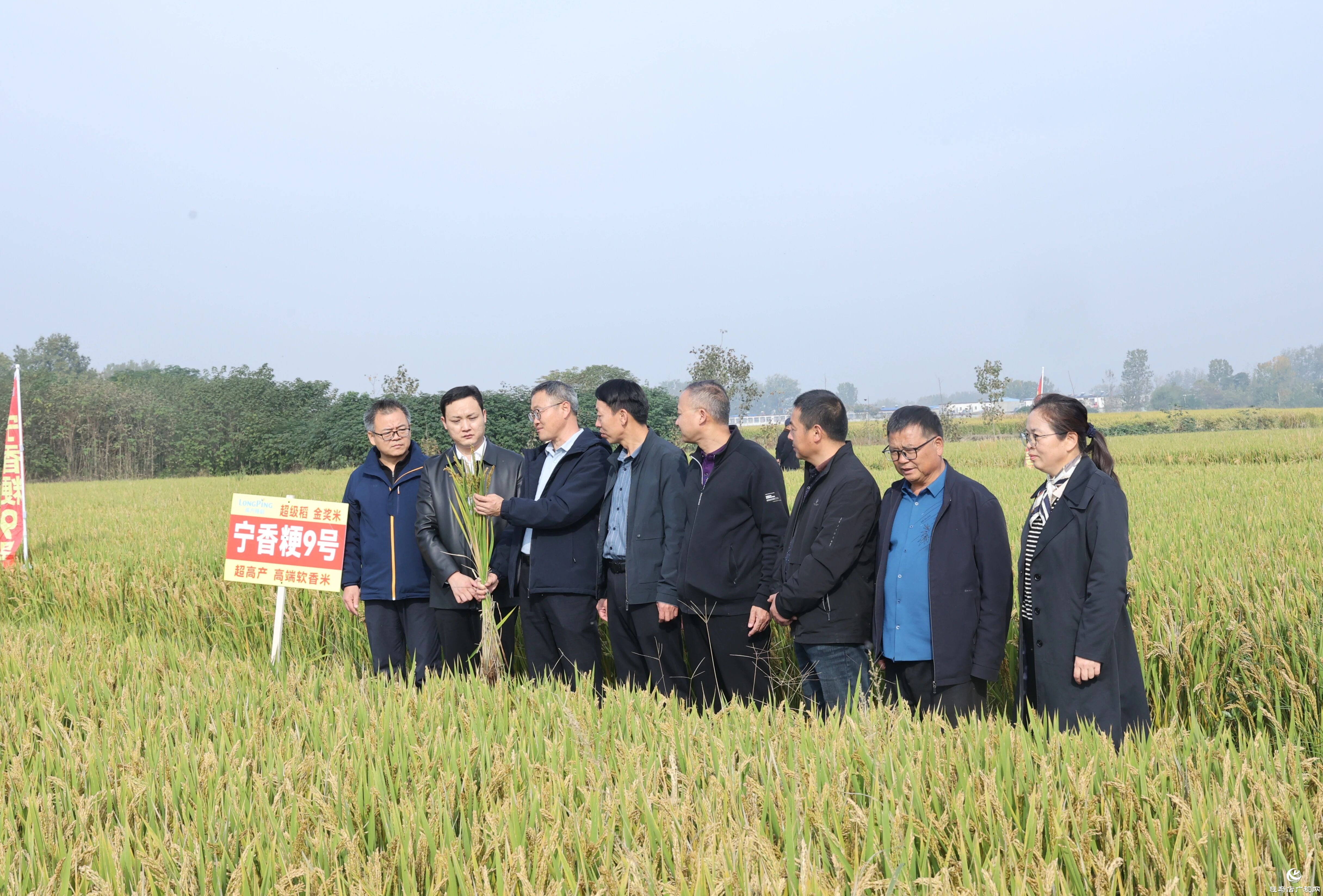 河南省優(yōu)質(zhì)食味粳稻觀摩會(huì)在正陽縣舉行