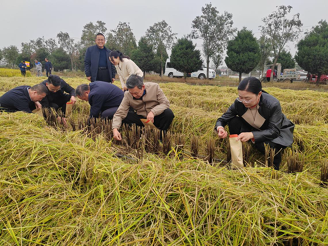 河南省優(yōu)質(zhì)食味粳稻測產(chǎn)暨機(jī)收減損現(xiàn)場觀摩會(huì)在確山縣舉辦?