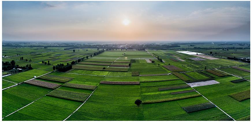 降雨增多，河南要擴(kuò)大水稻種植嗎？∣豫觀察·河南的“南”題②
