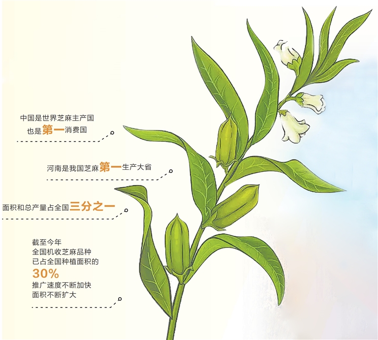 河南芝麻產(chǎn)業(yè)為啥“節(jié)節(jié)高”