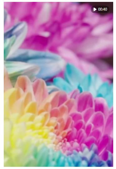 60飛閱中國 | 河南開封：一城菊香，滿目宋韻