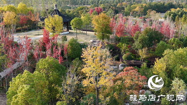 遂平玉湖公園芙蓉花競(jìng)相綻放