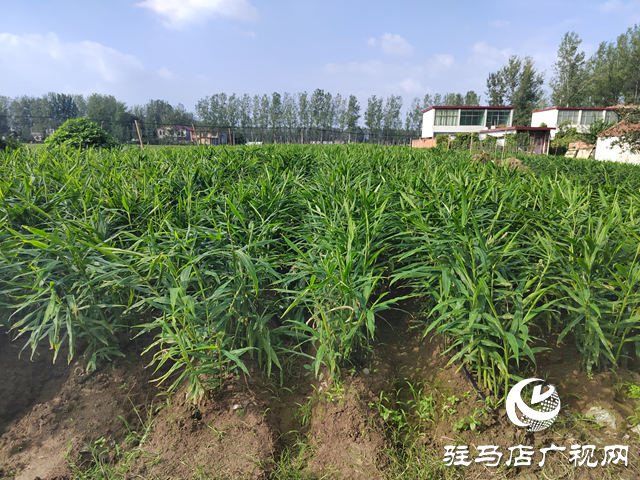 新蔡縣余店鎮(zhèn)：特色種養(yǎng)“結碩果” 鄉(xiāng)村振興“加速跑”