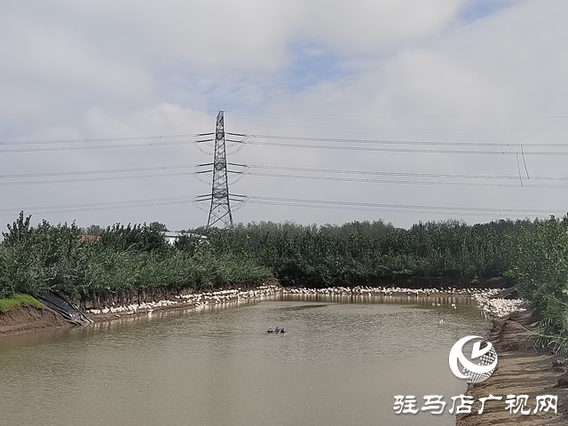 新蔡縣余店鎮(zhèn)：特色種養(yǎng)“結碩果” 鄉(xiāng)村振興“加速跑”