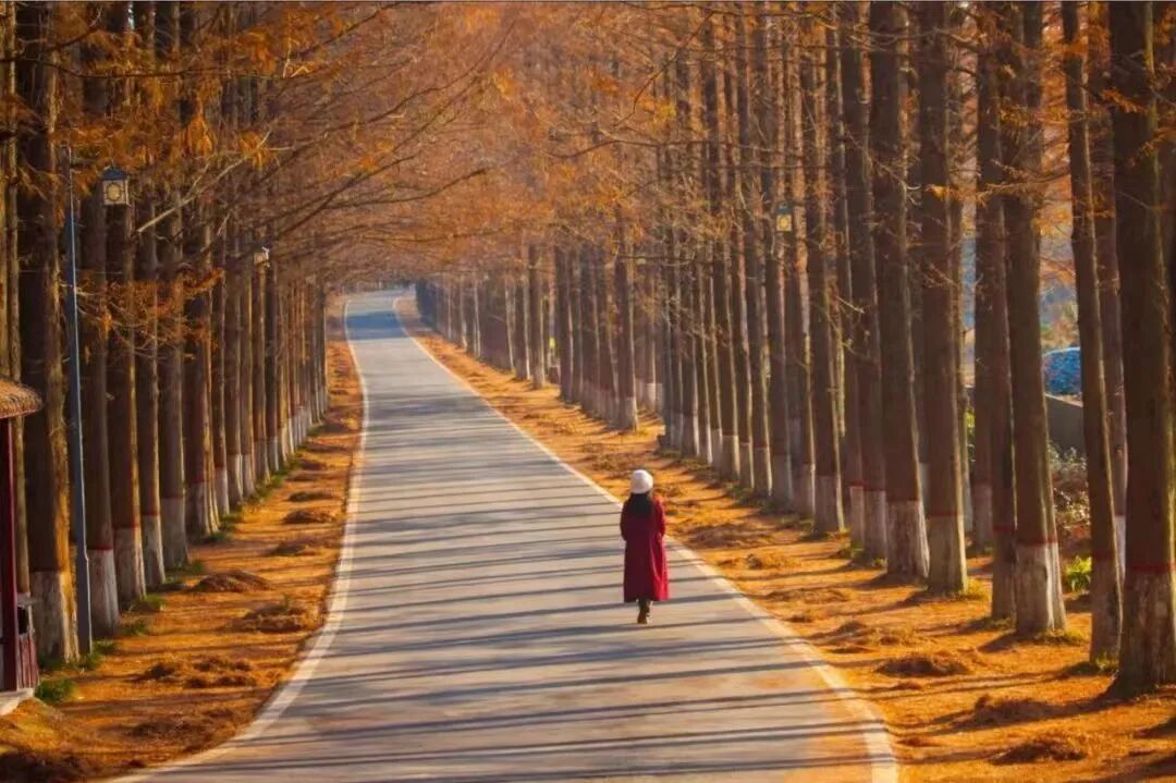 駐馬店秋日漫步指南：抓住秋天的尾巴，在這幾個(gè)地方邂逅最美時(shí)光