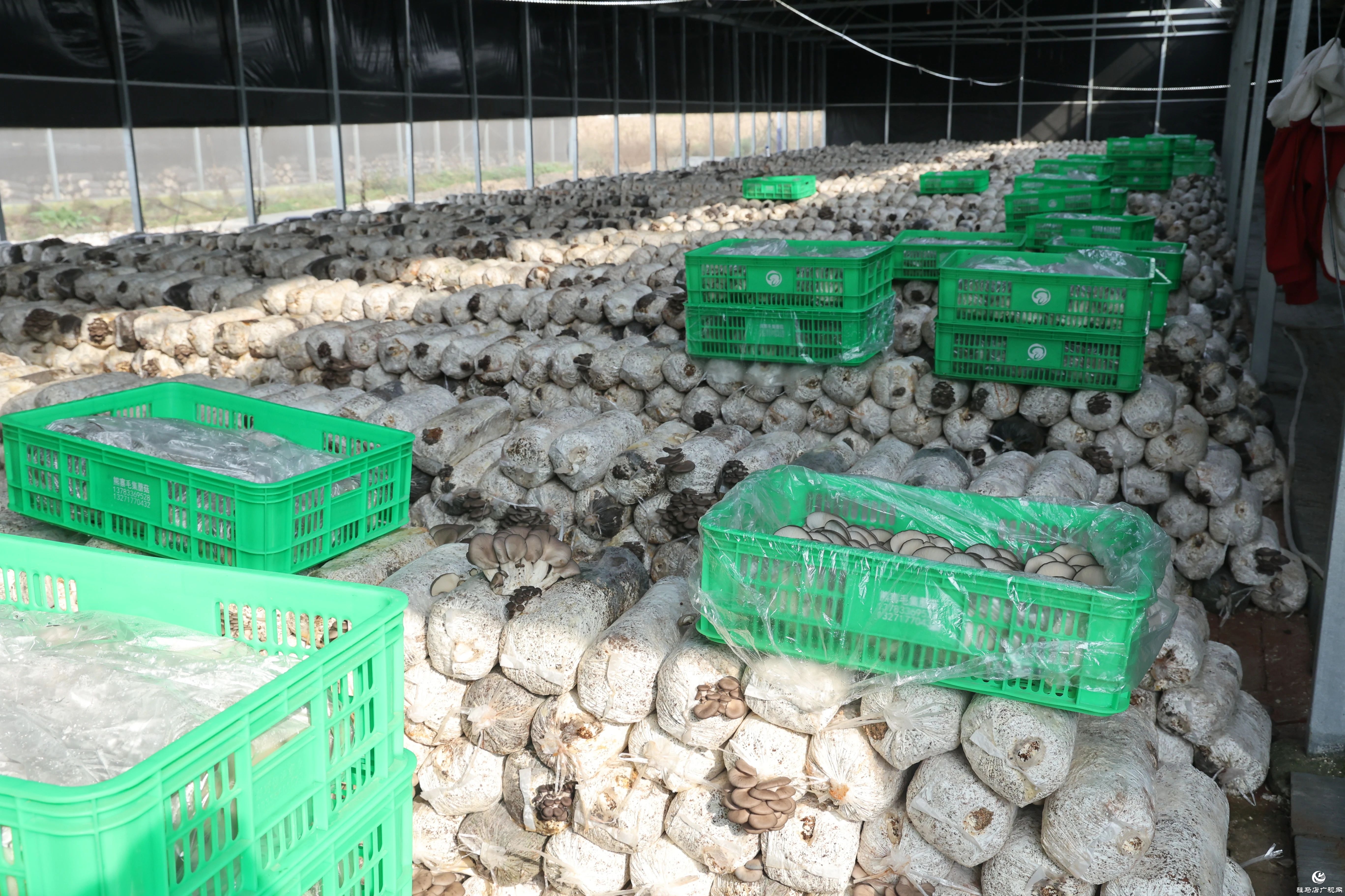 正陽縣熊寨鎮(zhèn):小蘑菇撐起鄉(xiāng)村振興“致富傘”