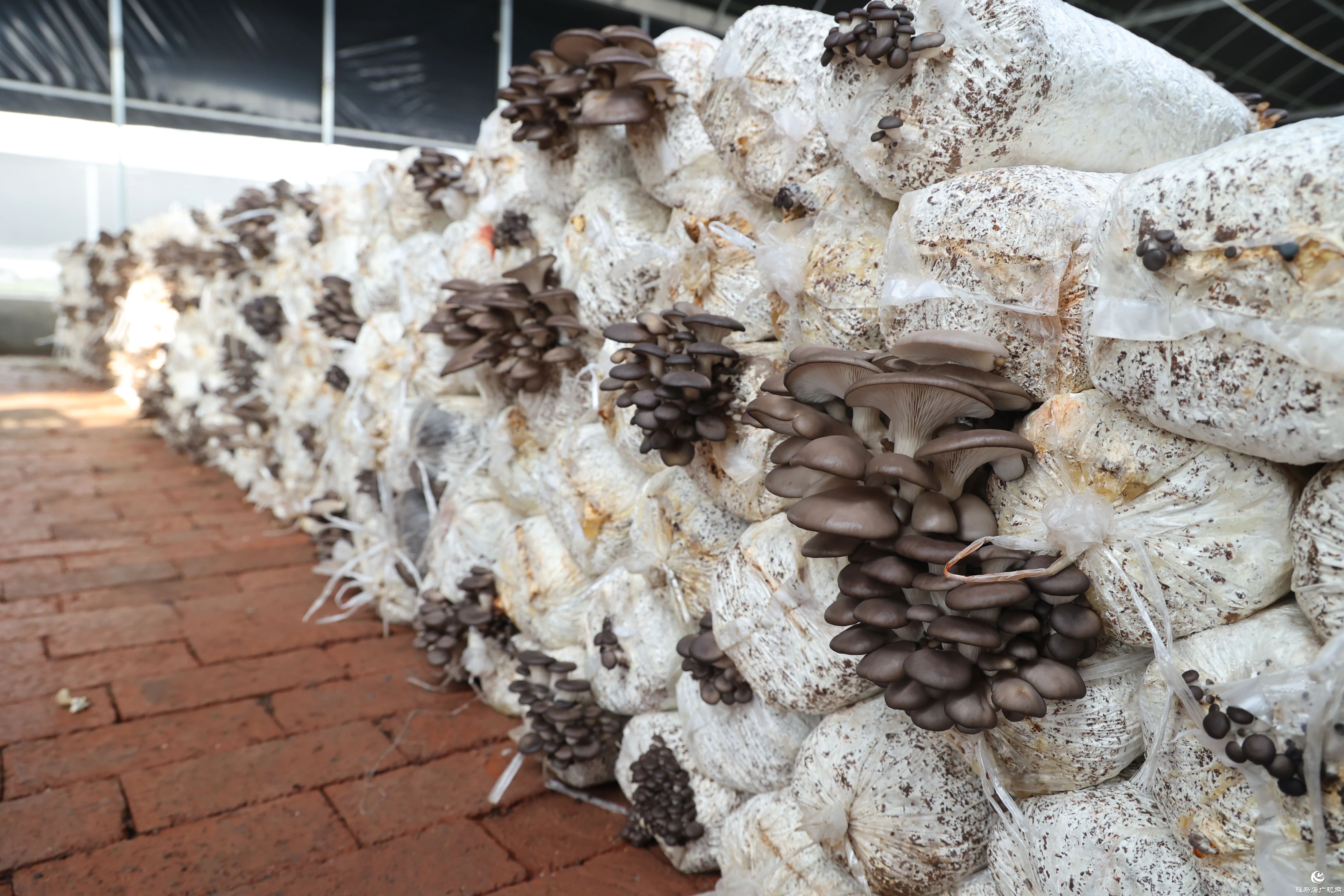 正陽縣熊寨鎮(zhèn):小蘑菇撐起鄉(xiāng)村振興“致富傘”