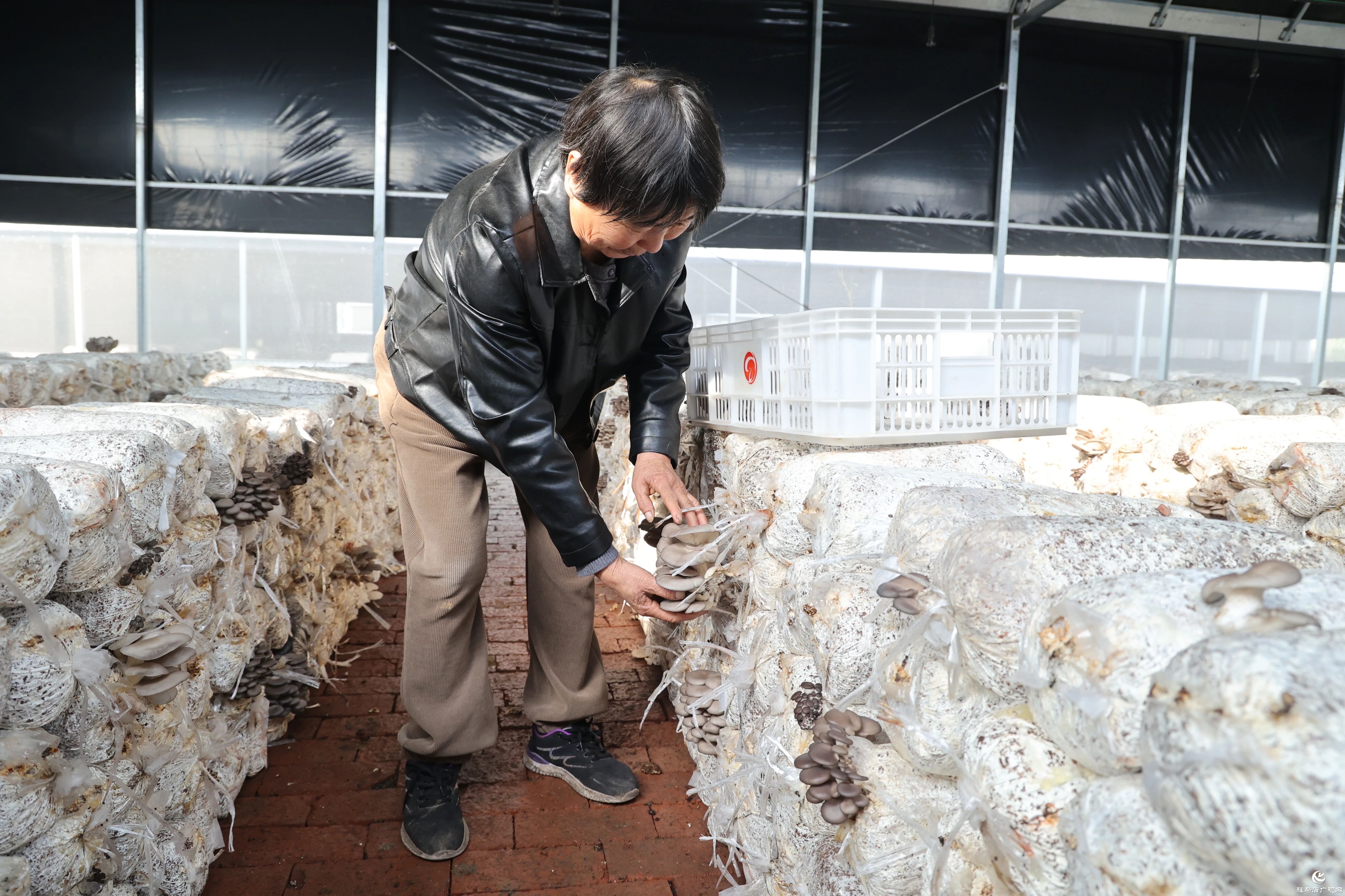 正陽縣熊寨鎮(zhèn):小蘑菇撐起鄉(xiāng)村振興“致富傘”