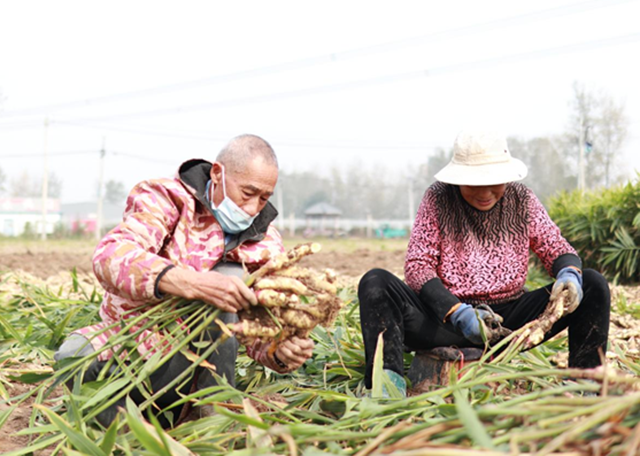 驛城區(qū)水屯鎮(zhèn)：小生姜“撬動(dòng)”大產(chǎn)業(yè)