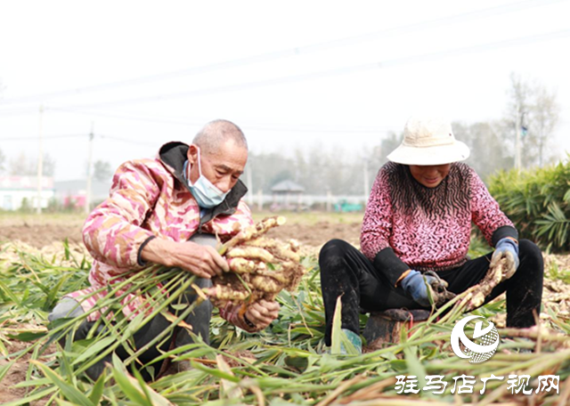 驛城區(qū)水屯鎮(zhèn):小生姜“撬動”大產(chǎn)業(yè)