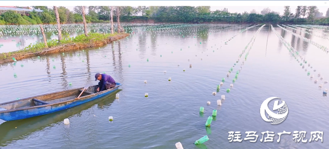 正陽縣寒凍鎮(zhèn)：串起綠色“生態(tài)鏈” 繪出多元“共富圖”