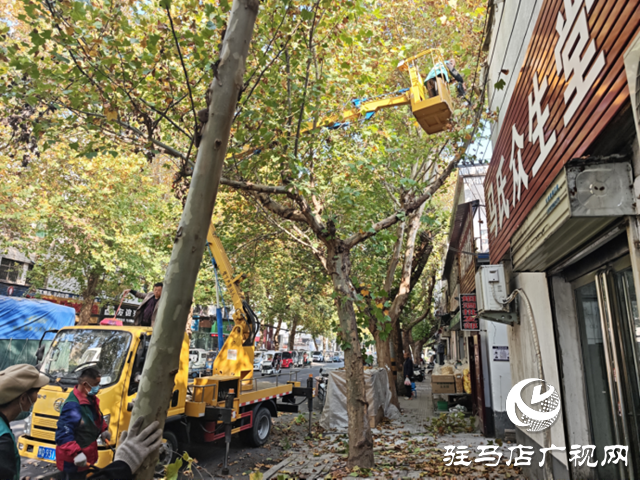 駐馬店經(jīng)濟開發(fā)區(qū):高效處置行道樹安全隱患 精準修剪守護市民安全