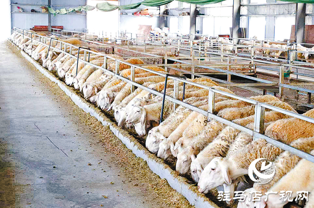 正陽縣寒凍鎮(zhèn)：串起綠色“生態(tài)鏈” 繪出多元“共富圖”