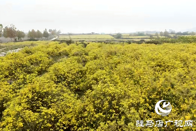 確山縣瓦崗鎮(zhèn)葉老莊村:野菊綻放“致富花” 繪就鄉(xiāng)村振興新畫(huà)卷
