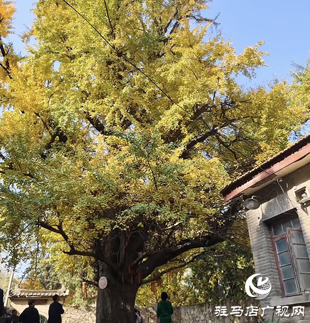 確山北泉寺千年銀杏披“金甲”滿(mǎn)樹(shù)詩(shī)意醉游人