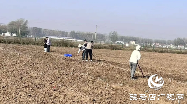 晚播小麥如何保豐收？平輿縣農(nóng)技專家開出四劑“良方”