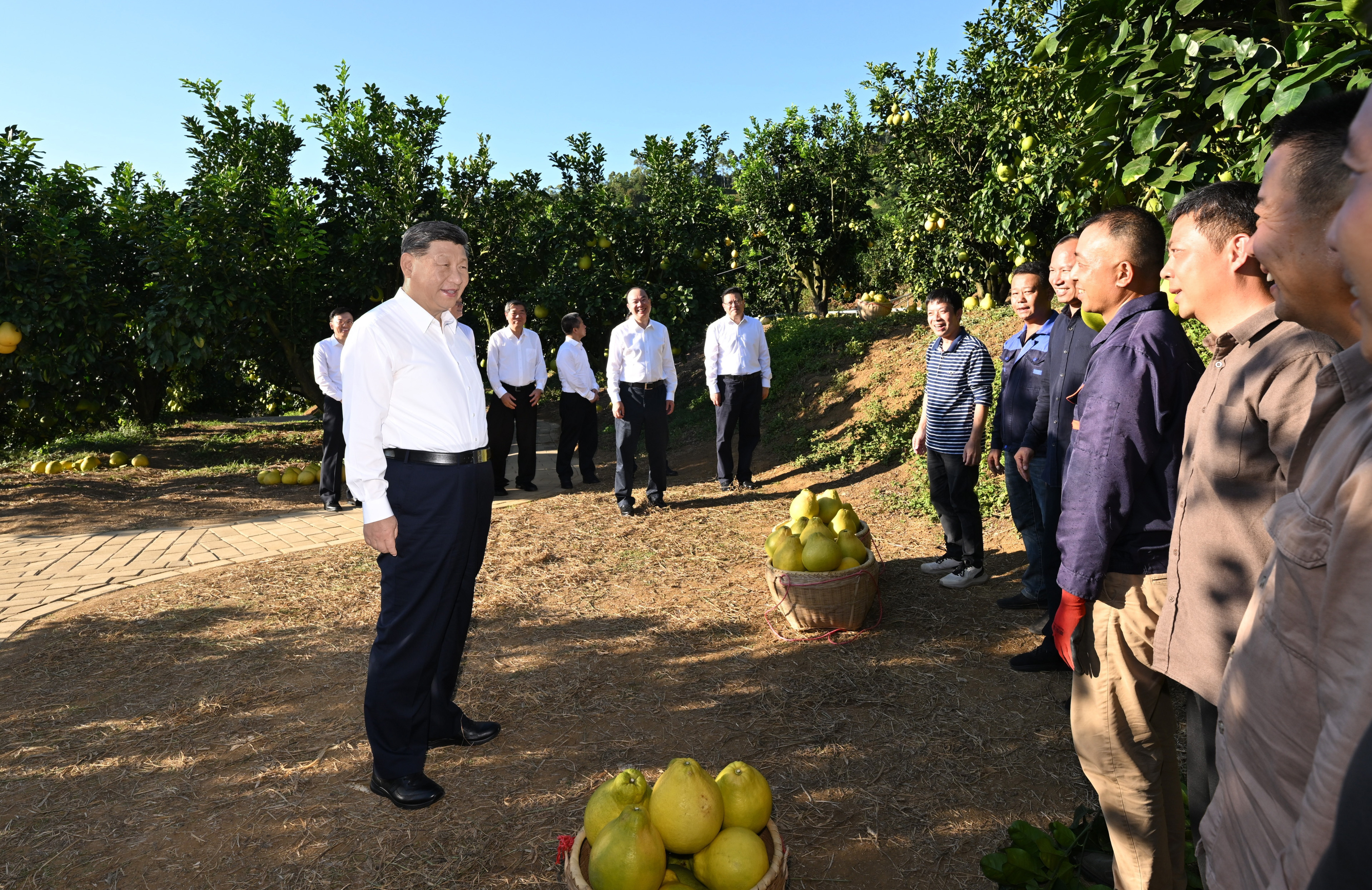 第一觀察·瞬間 | 黃澄澄的柚子，沉甸甸的牽掛