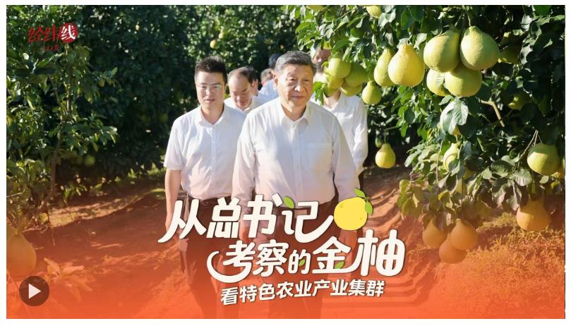 經(jīng)緯線·從總書記考察的金柚，看特色農(nóng)業(yè)產(chǎn)業(yè)集群