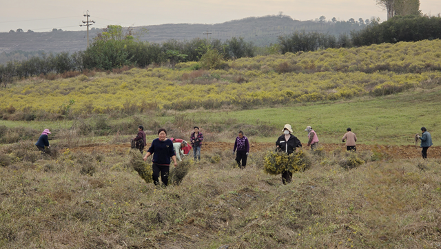 菊香溢鄉(xiāng)野！確山縣瓦崗鎮(zhèn)葉老莊野菊迎來采收旺季