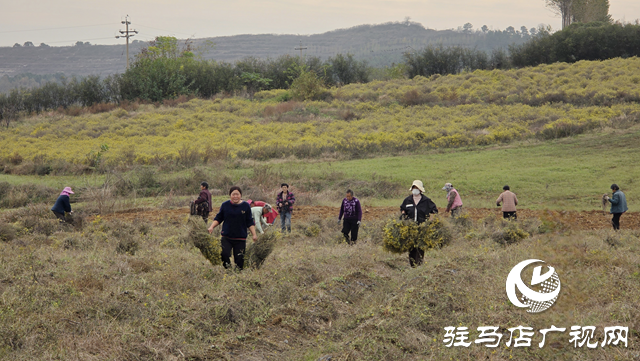 菊香溢鄉(xiāng)野!確山縣瓦崗鎮(zhèn)葉老莊野菊迎來(lái)采收旺季